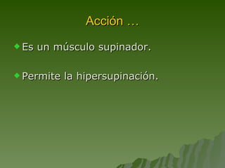 Acción … Es un músculo supinador. Permite la hipersupinación. 