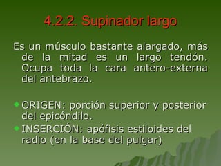 4.2.2. Supinador largo Es un músculo bastante alargado, más de la mitad es un largo tendón. Ocupa toda la cara antero-externa del antebrazo. ORIGEN: porción superior y posterior del epicóndilo. INSERCIÓN: apófisis estiloides del radio (en la base del pulgar) 