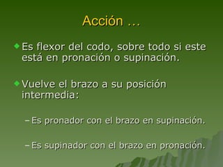 Acción … Es flexor del codo, sobre todo si este está en pronación o supinación. Vuelve el brazo a su posición intermedia: Es pronador con el brazo en supinación. Es supinador con el brazo en pronación. 