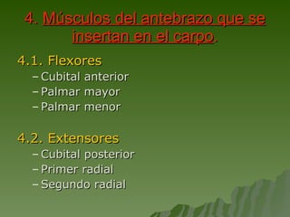 4.  Músculos del antebrazo que se insertan en el carpo . 4.1. Flexores Cubital anterior  Palmar mayor Palmar menor 4.2. Extensores Cubital posterior Primer radial Segundo radial 