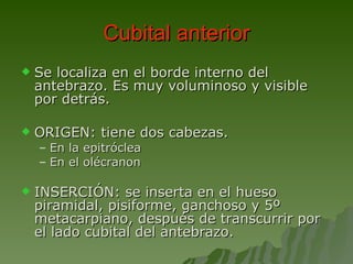 Cubital anterior Se localiza en el borde interno del antebrazo. Es muy voluminoso y visible por detrás.  ORIGEN: tiene dos cabezas. En la epitróclea  En el olécranon INSERCIÓN: se inserta en el hueso piramidal, pisiforme, ganchoso y 5º metacarpiano, después de transcurrir por el lado cubital del antebrazo. 