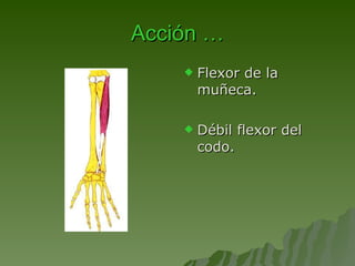 Acción … Flexor de la muñeca.   Débil flexor del codo. 