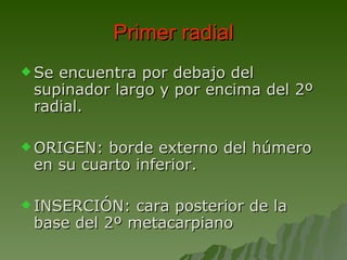 Primer radial Se encuentra por debajo del supinador largo y por encima del 2º radial.  ORIGEN: borde externo del húmero en su cuarto inferior. INSERCIÓN: cara posterior de la base del 2º metacarpiano 