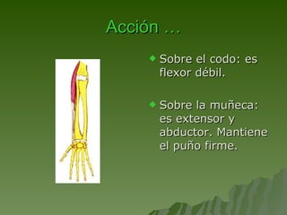 Acción … Sobre el codo: es flexor débil.  Sobre la muñeca: es extensor y abductor. Mantiene el puño firme. 