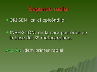 Segundo radial ORIGEN: en el epicóndilo.  INSERCIÓN: en la cara posterior de la base del 3º metacarpiano.  Acción : idem primer radial. 
