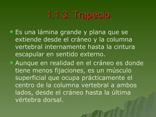 1.1.3. Trapecio Es una lámina grande y plana que se extiende desde el cráneo y la columna vertebral internamente hasta la cintura escapular en sentido externo.  Aunque en realidad en el cráneo es donde tiene menos fijaciones, es un músculo superficial que ocupa prácticamente el centro de la columna vertebral a ambos lados, desde el cráneo hasta la última vértebra dorsal.  