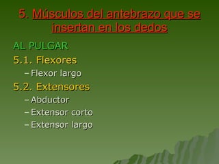5.  Músculos del antebrazo que se insertan en los dedos AL PULGAR 5.1. Flexores Flexor largo 5.2. Extensores Abductor Extensor corto Extensor largo 