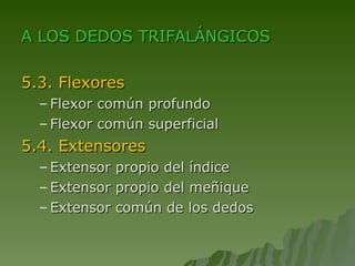 A LOS DEDOS TRIFALÁNGICOS 5.3. Flexores Flexor común profundo Flexor común superficial 5.4. Extensores Extensor propio del índice Extensor propio del meñique Extensor común de los dedos 