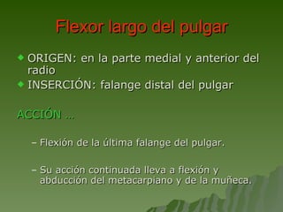 Flexor largo del pulgar ORIGEN: en la parte medial y anterior del radio INSERCIÓN: falange distal del pulgar ACCIÓN … Flexión de la última falange del pulgar.  Su acción continuada lleva a flexión y abducción del metacarpiano y de la muñeca.  