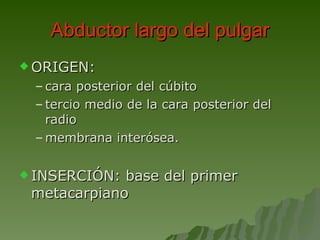 Abductor largo del pulgar ORIGEN:  cara posterior del cúbito tercio medio de la cara posterior del radio membrana interósea. INSERCIÓN: base del primer metacarpiano 