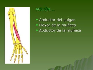 ACCIÓN … Abductor del pulgar Flexor de la muñeca Abductor de la muñeca 
