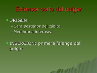 Extensor corto del pulgar ORIGEN:  Cara posterior del cúbito  Membrana interósea INSERCIÓN: primera falange del pulgar 
