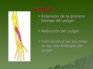 Acción … Extensión de la primera falange del pulgar. Abducción del pulgar. Individualiza las acciones de las dos falanges del pulgar. 