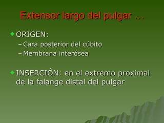 Extensor largo del pulgar … ORIGEN:  Cara posterior del cúbito Membrana interósea INSERCIÓN: en el extremo proximal de la falange distal del pulgar 