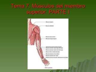 Tema 7. Músculos del miembro superior. PARTE I 