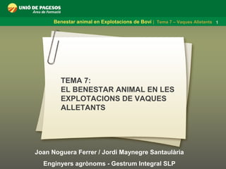 Benestar animal en Explotacions de Boví | Tema 7 – Vaques Alletants 1
Joan Noguera Ferrer / Jordi Maynegre Santaulària
Enginyers agrònoms - Gestrum Integral SLP
TEMA 7:
EL BENESTAR ANIMAL EN LES
EXPLOTACIONS DE VAQUES
ALLETANTS
 