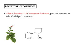 • Además de unirse a la ACh reconocen la nicotina, pero solo muestran un
débil afinidad por la muscarina.
RECEPTORES NICOTÍNICOS
 