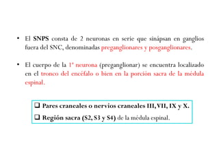 • El SNPS consta de 2 neuronas en serie que sinápsan en ganglios
fuera del SNC, denominadas preganglionares y posganglionares.
• El cuerpo de la 1ª neurona (preganglionar) se encuentra localizado
en el tronco del encéfalo o bien en la porción sacra de la médula
espinal.
 Pares craneales o nervios craneales III,VII, IX y X.
 Región sacra (S2, S3 y S4) de la médula espinal.
 