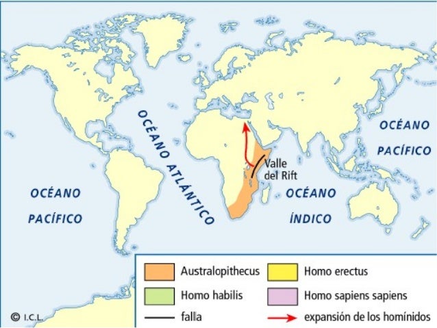 Tema 7 (2) hominización