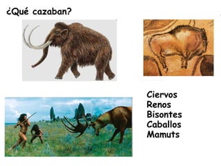 ¿Qué cazaban?
Ciervos
Renos
Bisontes
Caballos
Mamuts
 