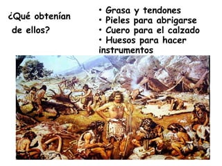 ¿Qué obtenían
de ellos?
• Grasa y tendones
• Pieles para abrigarse
• Cuero para el calzado
• Huesos para hacer
instrumentos
 