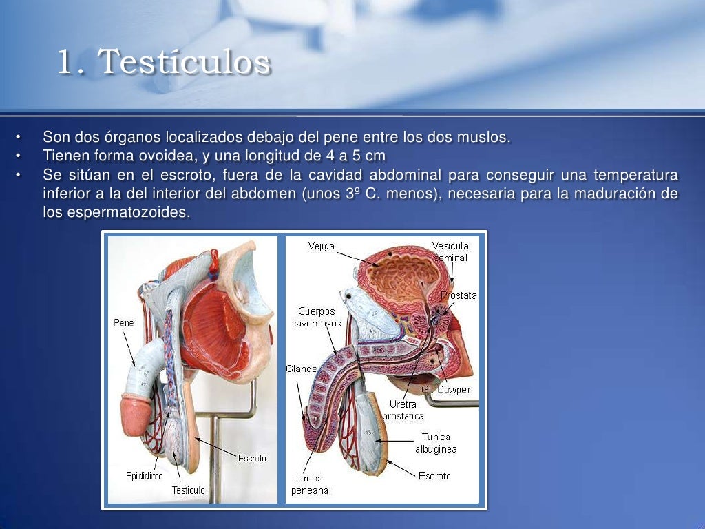 Tema7 a aparato genital masculino