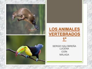 LOS ANIMALES
VERTEBRADOS
1º
SERGIO SALOBREÑA
LUCENA
COÍN
MÁLAGA
 