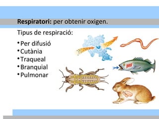 Respiratori: per obtenir oxigen.
Tipus de respiració:

Per difusió

Cutània

Traqueal

Branquial

Pulmonar
 
