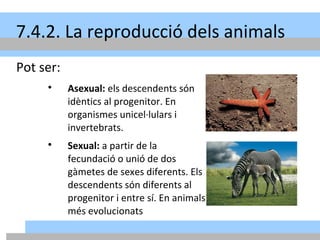 4/05/16
7.4.2. La reproducció dels animals
Pot ser:

Asexual: els descendents són
idèntics al progenitor. En
organismes unicel·lulars i
invertebrats.

Sexual: a partir de la
fecundació o unió de dos
gàmetes de sexes diferents. Els
descendents són diferents al
progenitor i entre sí. En animals
més evolucionats
 