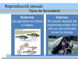 Reproducció sexual:
Tipus de fecundació:
Externa:
Els gàmetes es troben
a l’aigua.
Interna:
El mascle diposita els
espermatozoides dins
del cos de la femella
durant la còpula.
 