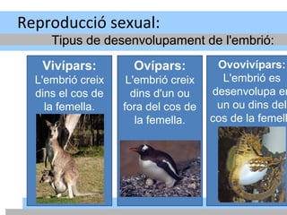Reproducció sexual:
Tipus de desenvolupament de l'embrió:
Vivípars:
L'embrió creix
dins el cos de
la femella.
Ovípars:
L'embrió creix
dins d'un ou
fora del cos de
la femella.
Ovovivípars:
L'embrió es
desenvolupa en
un ou dins del
cos de la femell
 