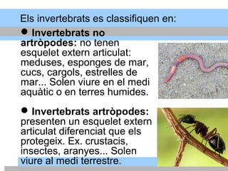 Invertebrats no
artròpodes: no tenen
esquelet extern articulat:
meduses, esponges de mar,
cucs, cargols, estrelles de
mar... Solen viure en el medi
aquàtic o en terres humides.
Invertebrats artròpodes:
presenten un esquelet extern
articulat diferenciat que els
protegeix. Ex. crustacis,
insectes, aranyes... Solen
viure al medi terrestre.
Els invertebrats es classifiquen en:
 
