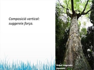 Composició vertical: 
suggereix força. 
Árbol sagrado 
japonés 
 