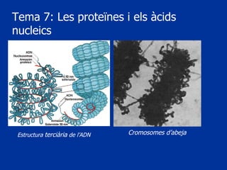 Tema 7: Les proteïnes i els àcids nucleics Estructura  terciària  de l’ADN Cromosomes d’abeja 