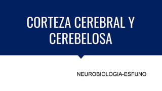 CORTEZA CEREBRAL Y
CEREBELOSA
NEUROBIOLOGIA-ESFUNO
 