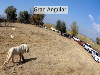 Gran Angular 
 