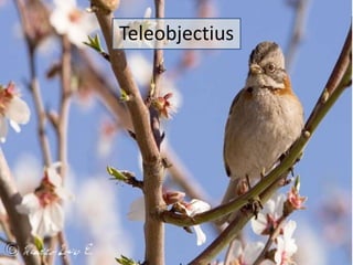 Teleobjectius 
 