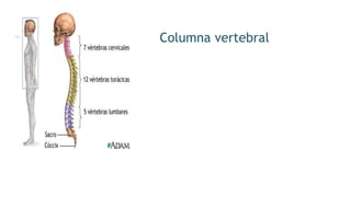 Columna vertebral
 