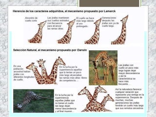 FALSEDAD DE LA GENERACIÓN
ESPONTÁNEA
 