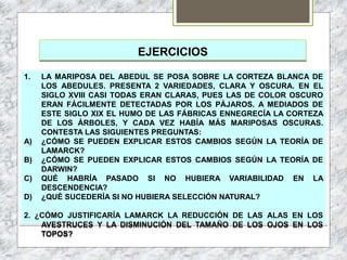 EJERCICIOS
1. LA MARIPOSA DEL ABEDUL SE POSA SOBRE LA CORTEZA BLANCA DE
LOS ABEDULES. PRESENTA 2 VARIEDADES, CLARA Y OSCURA. EN EL
SIGLO XVIII CASI TODAS ERAN CLARAS, PUES LAS DE COLOR OSCURO
ERAN FÁCILMENTE DETECTADAS POR LOS PÁJAROS. A MEDIADOS DE
ESTE SIGLO XIX EL HUMO DE LAS FÁBRICAS ENNEGRECÍA LA CORTEZA
DE LOS ÁRBOLES, Y CADA VEZ HABÍA MÁS MARIPOSAS OSCURAS.
CONTESTA LAS SIGUIENTES PREGUNTAS:
A) ¿CÓMO SE PUEDEN EXPLICAR ESTOS CAMBIOS SEGÚN LA TEORÍA DE
LAMARCK?
B) ¿CÓMO SE PUEDEN EXPLICAR ESTOS CAMBIOS SEGÚN LA TEORÍA DE
DARWIN?
C) QUÉ HABRÍA PASADO SI NO HUBIERA VARIABILIDAD EN LA
DESCENDENCIA?
D) ¿QUÉ SUCEDERÍA SI NO HUBIERA SELECCIÓN NATURAL?
2. ¿CÓMO JUSTIFICARÍA LAMARCK LA REDUCCIÓN DE LAS ALAS EN LOS
AVESTRUCES Y LA DISMINUCIÓN DEL TAMAÑO DE LOS OJOS EN LOS
TOPOS?
 