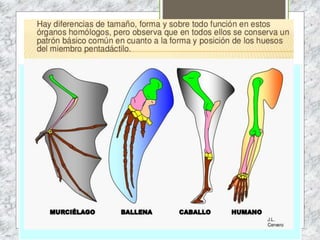 FALSEDAD DE LA GENERACIÓN
ESPONTÁNEA
 