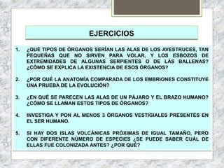 EJERCICIOS
1. ¿QUÉ TIPOS DE ÓRGANOS SERÍAN LAS ALAS DE LOS AVESTRUCES, TAN
PEQUEÑAS QUE NO SIRVEN PARA VOLAR, Y LOS ESBOZOS DE
EXTREMIDADES DE ALGUNAS SERPIENTES O DE LAS BALLENAS?
¿CÓMO SE EXPLICA LA EXISTENCIA DE ESOS ÓRGANOS?
2. ¿POR QUÉ LA ANATOMÍA COMPARADA DE LOS EMBRIONES CONSTITUYE
UNA PRUEBA DE LA EVOLUCIÓN?
3. ¿EN QUÉ SE PARECEN LAS ALAS DE UN PÁJARO Y EL BRAZO HUMANO?
¿CÓMO SE LLAMAN ESTOS TIPOS DE ÓRGANOS?
4. INVESTIGA Y PON AL MENOS 3 ÓRGANOS VESTIGIALES PRESENTES EN
EL SER HUMANO.
5. SI HAY DOS ISLAS VOLCÁNICAS PRÓXIMAS DE IGUAL TAMAÑO, PERO
CON DIFERENTE NÚMERO DE ESPECIES ¿SE PUEDE SABER CUÁL DE
ELLAS FUE COLONIZADA ANTES? ¿POR QUÉ?
 