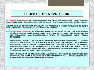 PRUEBAS DE LA EVOLUCIÓN
3, PRUEBAS BIOQUÍMICAS: LA SEMEJANZA QUE HAY ENTRE LAS MOLÉCULAS Y LOS PROCESOS
BIOQUÍMICOS DE LOS ORGANISMOS SOLO SE EXPLICA SI PENSAMOS QUE TIENEN UN ORIGEN COMÚN.
COMPARANDO LA ESTRUCTURA MOLECULAR DE PROTEÍNAS Y ÁCIDOS NUCLEICOS SE PUEDE
DEDUCIR EL GRADO DE PARENTESCO ENTRE LOS ORGANISMOS.
4. PRUEBAS BIOGEOGRÁFICAS: EL NÚMERO DE ESPECIES EXCLUSIVAS DE UNA ZONA (ENDEMISMOS)
ES MÁS ALTO CUANTO MÁS AISLADA ESTÁ LA ZONA. POR TANTO, CUANTO MÁS AISLADAS ESTÁN
LAS POBLACIONES MÁS PROBABILIDADES TIENEN DE EVOLUCIONAR HACIA FORMAS
DIFERENTES.
POR EJEMPLO, AUSTRALIA SE SEPARÓ DEL RESTO DE CONTINENTES HACE UNOS 70 m.a. POR LO
QUE SU FAUNA Y FLORA ES MUY DISTINTA AL RESTO DE CONTINENTES. LOS MAMÍFEROS
MARSUPIALES (KOALA, CANGURO, LOBO DE TASMANIA…) EXISTIERON EN OTROS CONTINENTES,
PERO CUANDO APARECIERON LOS MAMÍFEROS PLACENTARIOS (RATÓN, PERRO, GATO, LOBO…)
AL TENER UN SISTEMA REPRODUCTIVO MÁS EFICAZ, POR COMPETENCIA FUERON SUSTITUYENDO
A LOS MARSUPIALES EN LOS OTROS CONTINENTES.
PERO AUSTRALIA YA SE HABÍA SEPARADO LLEVÁNDOSE A UN GRUPO DE MARSUPIALES QUE
EVOLUCIONARON DURANTE MILES DE AÑOS SIN COMPETENCIA, HASTA QUE LA LLEGADA DEL
HOMBRE INTRODUJO A LOS MAMÍFEROS EN AUSTRALIA.
 