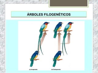 ÁRBOLES FILOGENÉTICOS
 