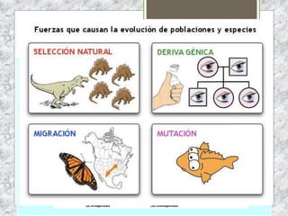 ÁRBOLES FILOGENÉTICOS
 