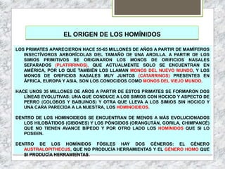 EL ORIGEN DE LOS HOMÍNIDOS
LOS PRIMATES APARECIERON HACE 55-65 MILLONES DE AÑOS A PARTIR DE MAMÍFEROS
INSECTÍVOROS ARBORÍCOLAS DEL TAMAÑO DE UNA ARDILLA. A PARTIR DE LOS
SIMIOS PRIMITIVOS SE ORIGINARON LOS MONOS DE ORIFICIOS NASALES
SEPARADOS (PLATIRRINOS), QUE ACTUALMENTE SOLO SE ENCUENTRAN EN
AMÉRICA, POR LO QUE TAMBIÉN LOS LLAMAN MONOS DEL NUEVO MUNDO, Y LOS
MONOS DE ORIFICIOS NASALES MUY JUNTOS (CATARRINOS) PRESENTES EN
ÁFRICA, EUROPA Y ASIA, SON LOS CONOCIDOS COMO MONOS DEL VIEJO MUNDO.
HACE UNOS 35 MILLONES DE AÑOS A PARTIR DE ESTOS PRIMATES SE FORMARON DOS
LÍNEAS EVOLUTIVAS: UNA QUE CONDUCE A LOS SIMIOS CON HOCICO Y ASPECTO DE
PERRO (COLOBOS Y BABUINOS) Y OTRA QUE LLEVA A LOS SIMIOS SIN HOCICO Y
UNA CARA PARECIDA A LA NUESTRA, LOS HOMINOIDEOS.
DENTRO DE LOS HOMINOIDEOS SE ENCUENTRAN DE MENOS A MÁS EVOLUCIONADOS
LOS HILOBÁTIDOS (GIBONES) Y LOS PÓNGIDOS (ORANGUTÁN, GORILA, CHIMPANCÉ)
QUE NO TIENEN AVANCE BÍPEDO Y POR OTRO LADO LOS HOMÍNIDOS QUE SI LO
POSEEN.
DENTRO DE LOS HOMÍNIDOS FÓSILES HAY DOS GÉNEROS: EL GÉNERO
AUSTRALOPITHECUS, QUE NO PRODUCÍA HERRAMIENTAS Y EL GÉNERO HOMO QUE
SI PRODUCÍA HERRAMIENTAS.
 