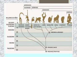 ÁRBOLES FILOGENÉTICOS
 