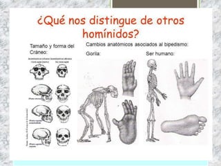 ÁRBOLES FILOGENÉTICOS
 