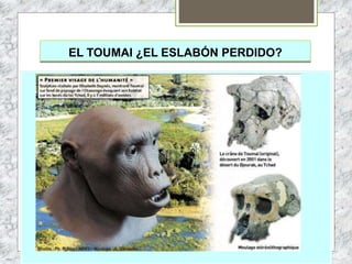 EL TOUMAI ¿EL ESLABÓN PERDIDO?
 
