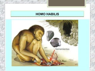 HOMO HABILIS
 